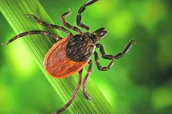 В регионе будут усилены меры по борьбе с распространением клещей